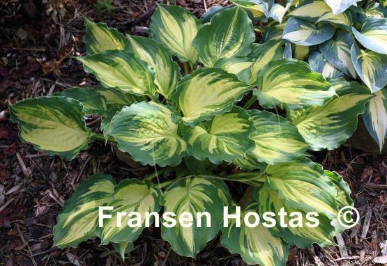 Hosta Lakeside Paisley Print